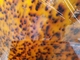 স্টোরেজ আলংকারিক বাক্সের জন্য 3 মিমি পুরুত্ব কচ্ছপ শেল প্লেট রঙের এক্রাইলিক শীট