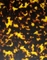 গিটার বাছাই প্যাটার্ন সেলুলয়েড শীট সজ্জার জন্য চমৎকার অভিনব কচ্ছপ শেল ব্যহ্যাবরণ